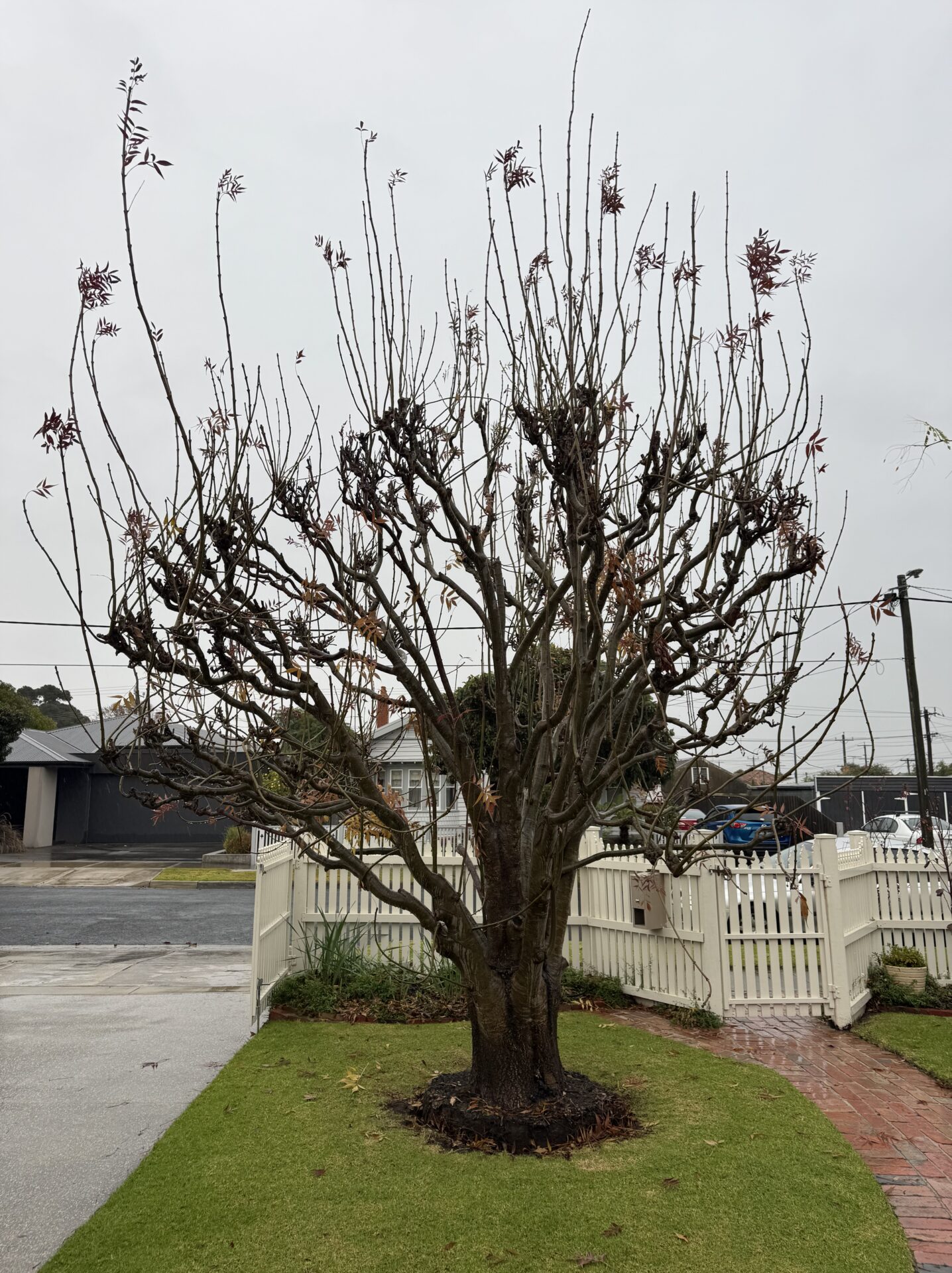 Tree services Surf Coast